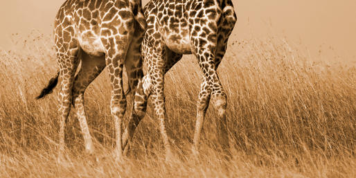 can-you-name-an-animal-from-just-its-feet