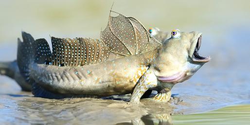 Quiz: Does This Animal Have Gills Or Lungs?