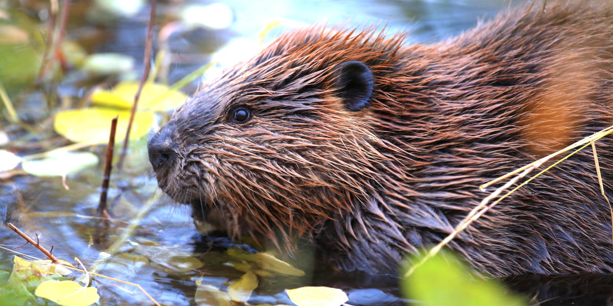 What Types Of Animals Live In Freshwater Biomes