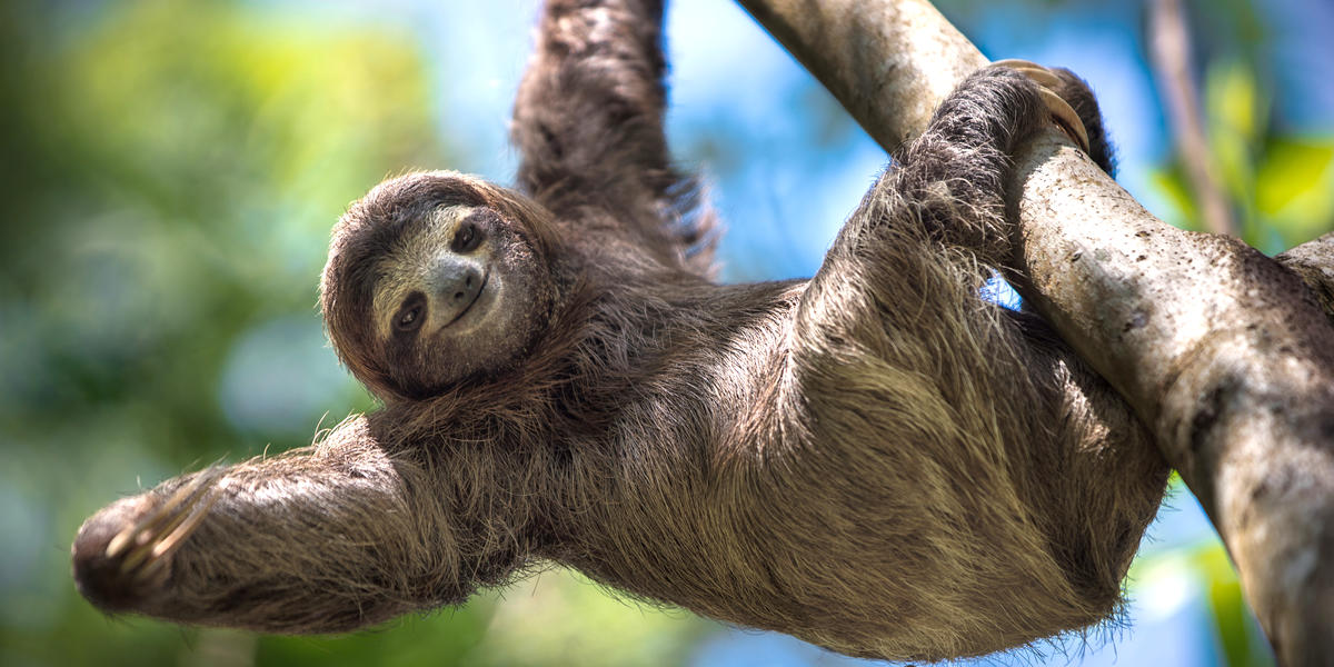 Quiz: Can You Name These Slow Animals?