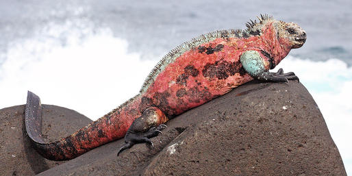 Quiz: Can You Name These Aquatic Reptiles?