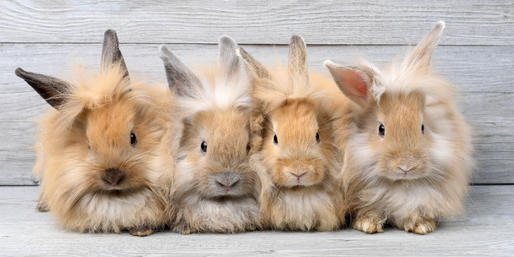 What Are These FLUFFY Animals?