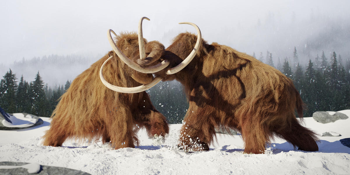 quiz-do-you-know-these-ice-age-animals