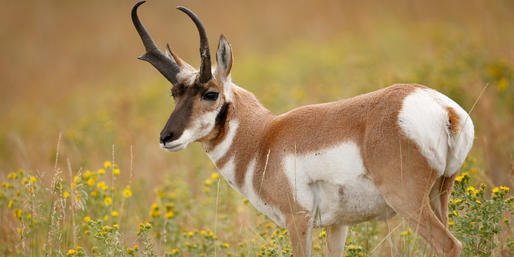 Can You Name These Colorado Animals?