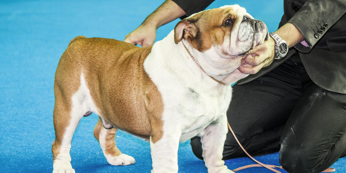 Cute Dog Show Moments