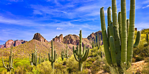 Quiz: Can You Name These Desert Plants From Around The World?