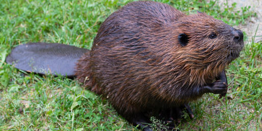 Quiz: Can You Identify These Oregon Animals?