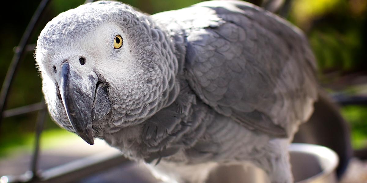 Quiz Can You Name These Gray Animals?