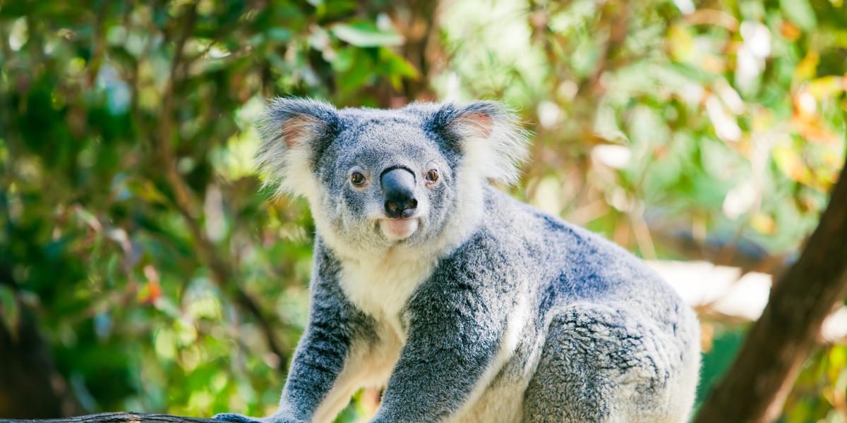Quiz: Can You Name These Animals From A Close-Up? Level 1