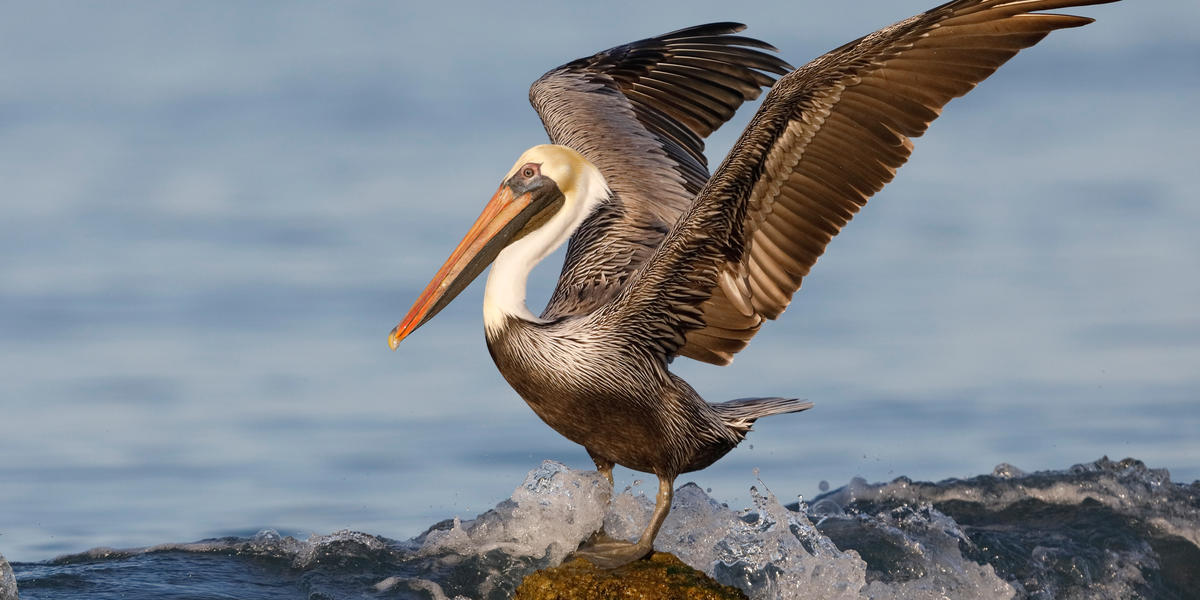 quiz-can-you-guess-these-louisiana-animals